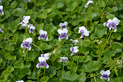 Australian Violet (Viola hederacea) at Stonegate Gardens
