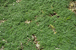 Elfin Creeping Thyme (Thymus praecox 'Elfin') at Lakeshore Garden Centres