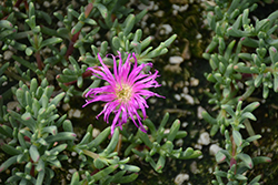 Purple Iceplant (Lampranthus productus) at Stonegate Gardens