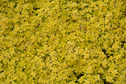 Golden Stonecrop (Sedum makinoi 'Ogon') at Stonegate Gardens
