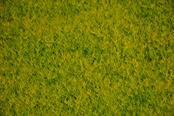 Scotch Moss (Sagina subulata 'Aurea') at Stonegate Gardens