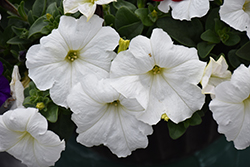 Easy Wave White Petunia (Petunia 'Easy Wave White') at Stonegate Gardens