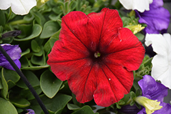 Easy Wave Red Velour Petunia (Petunia 'Easy Wave Red Velour') at Lakeshore Garden Centres