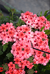 Lascar Mango Orange Verbena (Verbena 'KLEVP15474') at Lakeshore Garden Centres