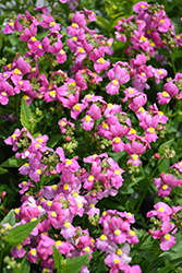 Poetry Pink Nemesia (Nemesia 'Poetry Pink') at Stonegate Gardens