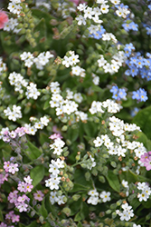 Mon Amie White Forget-Me-Not (Myosotis sylvatica 'Mon Amie White') at Lakeshore Garden Centres
