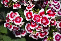 Diabunda Red Picotee Sweet William (Dianthus barbatus 'Diabunda Red Picotee') at Lakeshore Garden Centres