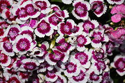 Diabunda Purple Picotee Sweet William (Dianthus barbatus 'Diabunda Purple Picotee') at Lakeshore Garden Centres