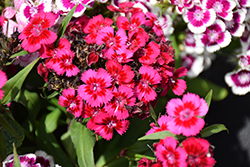 Diabunda Red Sweet William (Dianthus barbatus 'Diabunda Red') at Lakeshore Garden Centres