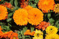 Costa Orange Marigold (Calendula 'Costa Orange') at Lakeshore Garden Centres