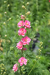 Qis Rose Larkspur (Delphinium consolida 'Qis Rose') at Lakeshore Garden Centres