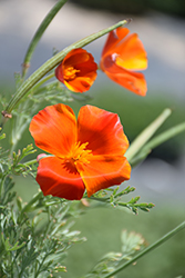 Red Chief California Poppy (Eschscholzia californica 'Red Chief') at Stonegate Gardens