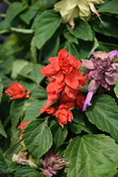 Sizzler Red Sage (Salvia splendens 'Sizzler Red') at Stonegate Gardens