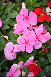 Cora XDR Light Pink (Catharanthus roseus 'Cora XDR Light Pink') at Stonegate Gardens