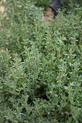 French Thyme (Thymus vulgaris 'French') at Lakeshore Garden Centres