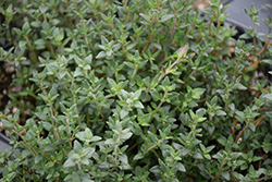 English Thyme (Thymus vulgaris 'English') at A Very Successful Garden Center