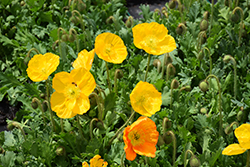 Champagne Bubbles Yellow Poppy (Papaver nudicaule 'Champagne Bubbles Yellow') at Lakeshore Garden Centres