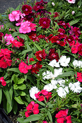 Floral Lace Mix Pinks (Dianthus 'Floral Lace Mix') at Lakeshore Garden Centres
