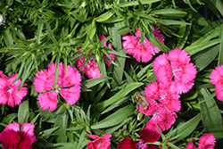 Floral Lace True Rose Pinks (Dianthus 'PAS96828') at Lakeshore Garden Centres
