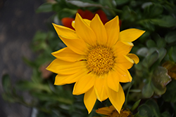 Gazoo Clear Yellow Gazania (Gazania 'Gazoo Clear Yellow') at Lakeshore Garden Centres