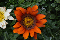 Gazoo Red with Ring Gazania (Gazania 'Gazoo Red with Ring') at Lakeshore Garden Centres