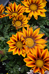 New Day Red Stripe Shades (Gazania 'New Day Red Stripe') at Lakeshore Garden Centres
