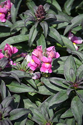 Speedy Sonnet Pink Snapdragon (Antirrhinum majus 'Speedy Sonnet Pink') at Stonegate Gardens