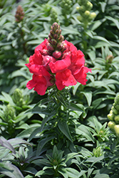 Sonnet Crimson Snapdragon (Antirrhinum majus 'Sonnet Crimson') at Stonegate Gardens