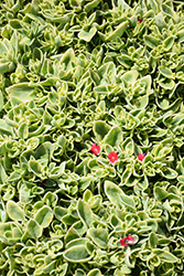 Variegated Baby Sun Rose (Mesembryanthemum cordifolium 'Variegata') at Stonegate Gardens