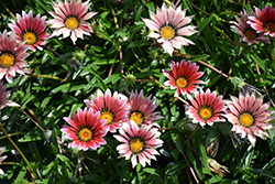 Kiss Rose Gazania (Gazania 'Kiss Rose') at Lakeshore Garden Centres