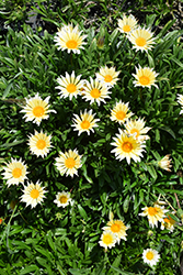 Cream Beauty Gazania (Gazania 'Cream Beauty') at Lakeshore Garden Centres