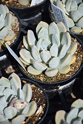 Linda Echeveria (Echeveria 'Linda') at Lakeshore Garden Centres