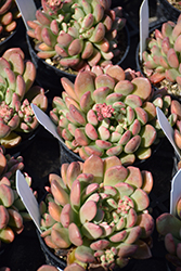 Bashful Graptoveria (Graptoveria 'Bashful') at Lakeshore Garden Centres