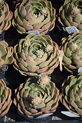 Brown Rose Echeveria (Echeveria 'Brown Rose') at Lakeshore Garden Centres