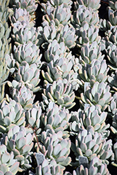 Sticky Moonstones (Pachyphytum glutinicaule) at Lakeshore Garden Centres