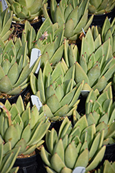 Miranda Echeveria (Echeveria 'Miranda') at Lakeshore Garden Centres