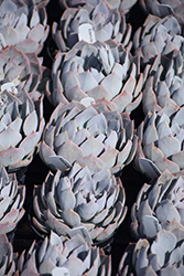 Canadian Echeveria (Echeveria 'Canadian') at Lakeshore Garden Centres