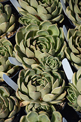 Mira Echeveria (Echeveria 'Mira') at Lakeshore Garden Centres