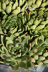Red Tip Echeveria (Echeveria agavoides 'Red Tip') at Lakeshore Garden Centres