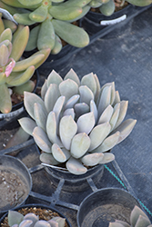 Draco Pachyveria (Pachyveria 'Draco') at Lakeshore Garden Centres