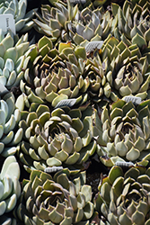 Mensa Echeveria (Echeveria 'Mensa') at Lakeshore Garden Centres