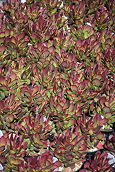 Red Carpet (Crassula platyphylla) at Lakeshore Garden Centres