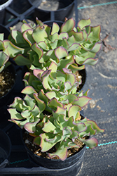 Curly Green Silver Dollar Plant (Crassula arborescens 'Ovcras03') at Lakeshore Garden Centres