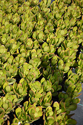 Medium Jade Plant (Crassula ovata 'Medium') at Lakeshore Garden Centres