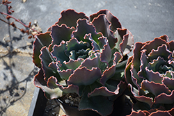 Zorro Echeveria (Echeveria 'Zorro') at Lakeshore Garden Centres