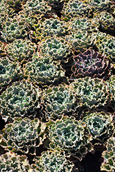 Green Mexican Hens (Echeveria shaviana 'Green') at Lakeshore Garden Centres