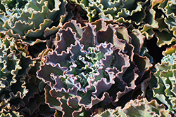 Green Mexican Hens (Echeveria shaviana 'Green') at Lakeshore Garden Centres