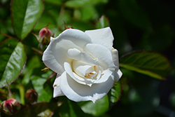 Veranda White Rose (Rosa 'KORfloci111') at Stonegate Gardens