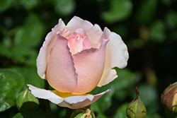 Princesse Charlene de Monaco Rose (Rosa 'Meidysouk') at Lakeshore Garden Centres