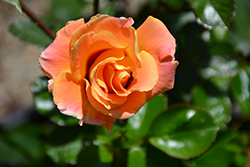 Eyeconic Mango Lemonade Rose (Rosa 'SPRolemango') at Lakeshore Garden Centres